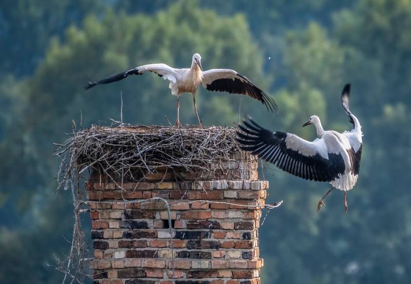 Professional Chimney Animal Removal Services in Melrose Park, Illinois